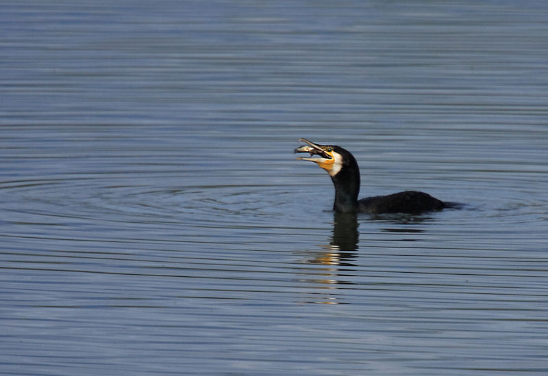 L''oasi WWF Stagni di Focognano (C.pi Bisenzio)